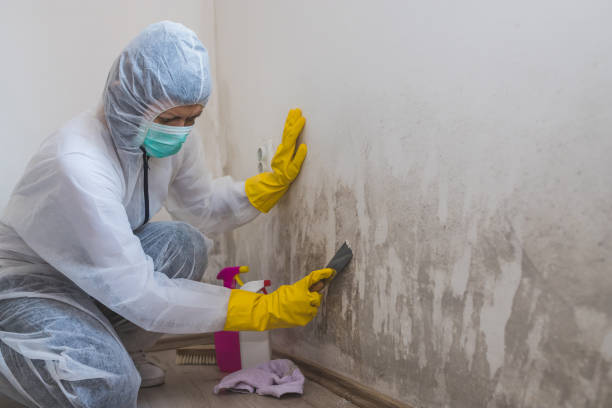Best Crawl Space Mold Removal  in Immokalee, FL