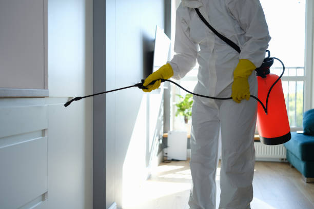 Best Mold Remediation Experts  in Immokalee, FL
