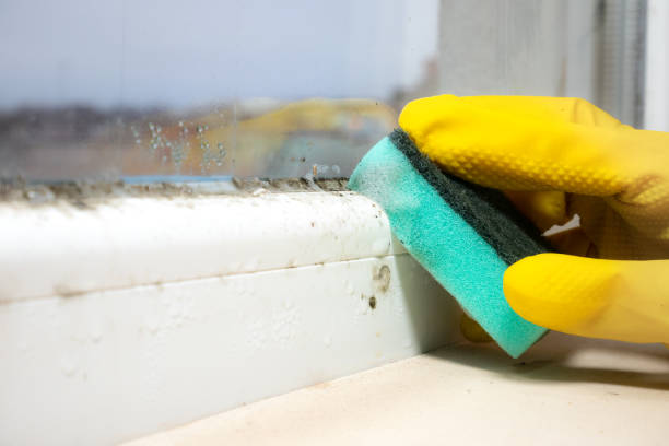 Best Certified Mold Removal  in Immokalee, FL