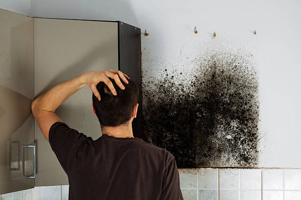 Best Mold Damage Repair  in Immokalee, FL